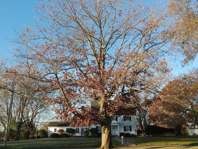 Charter Oak, Orange Connecticut