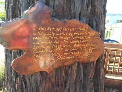 Felton Redwood