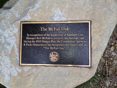 The McFall Oak