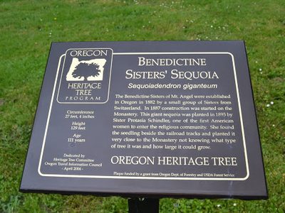 Benedictine Sisters' Sequoia
