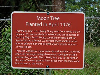 Moon Tree - Planted in April 1976
