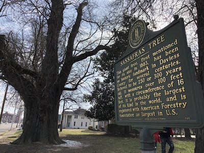 Owensboro Sassafras Tree