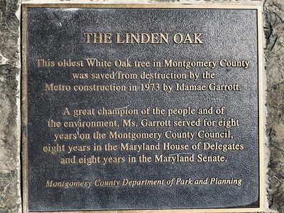 The Linden Oak