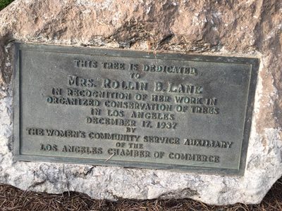 Organized Conservation of Trees In Los Angeles