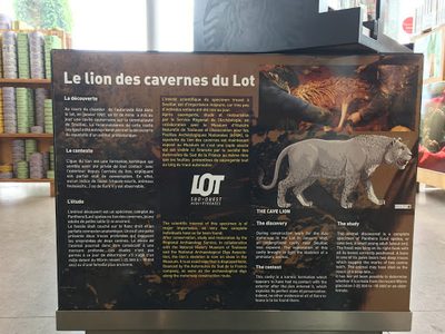 Le Lion Des Cavernes du Lot