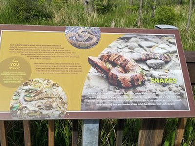Swamp Snakes