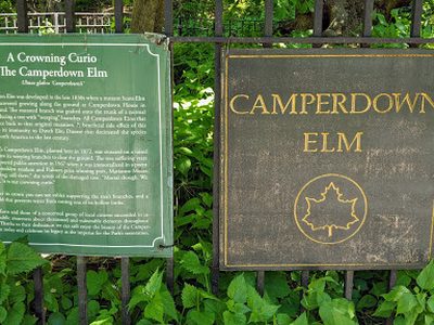 Camperdown Elm