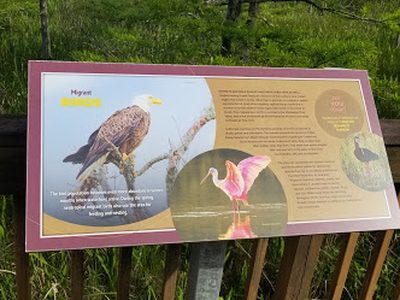 Migrant Birds