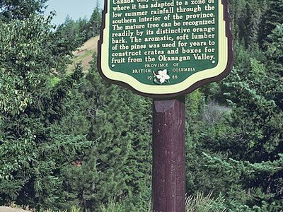 Ponderosa Pine (Western Yellow Pine) (Sign missing)