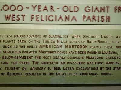 A 12,000-Year-Old Giant from West Feliciana Parish