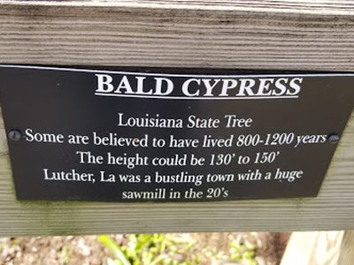 Bald Cypress