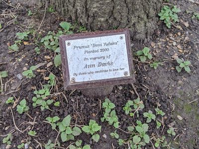 In Memory of Ann Davis