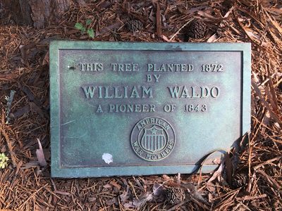 THIS TREE PLANTED 1872