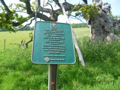 Tree Council plaque to the Sidney Oak