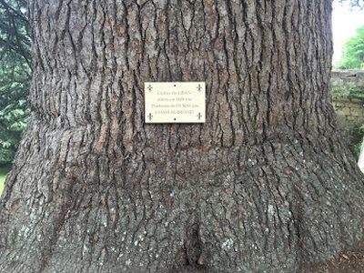 Cedar of Lebanon at Ussé