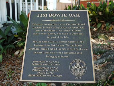 Jum Bowie Oak