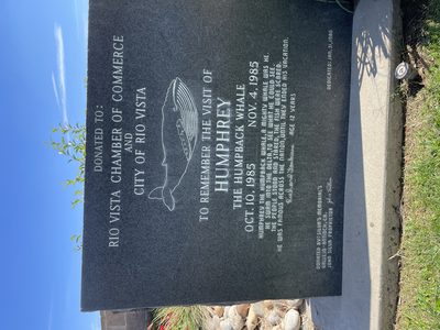 To Remember The Visit of Humphrey The Humpback Whale