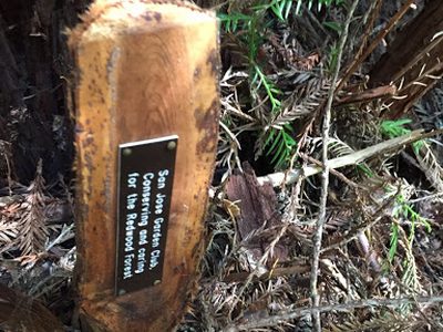Redwood Markers