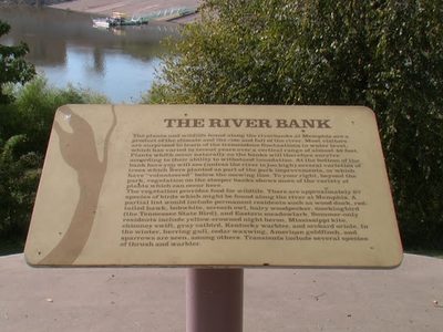 Mississippi River Bank at Memphis