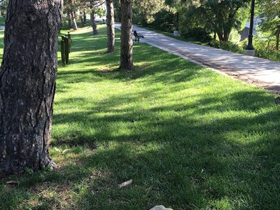 Tree Donation