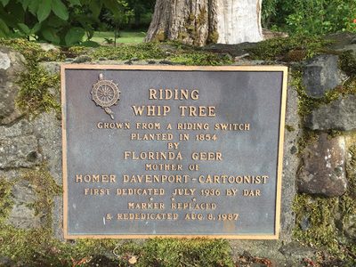Riding Whip Tree Grown From A Riding Switch Planted in 1854