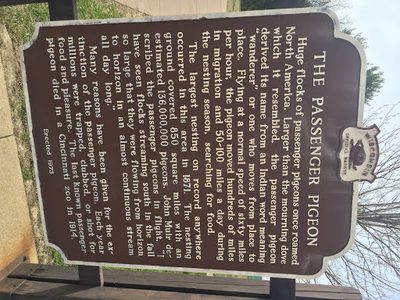 The Passenger Pigeon