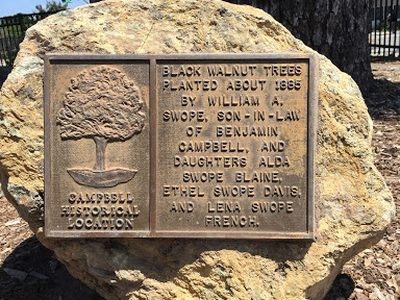 Black Walnut Trees Planted About 1885