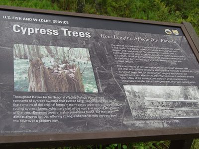 Cypress Trees