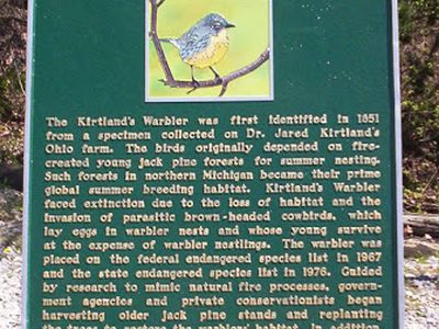 Return of Kirtland´s Warbler, The