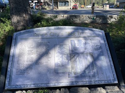 Tahoe City's "Big Tree"