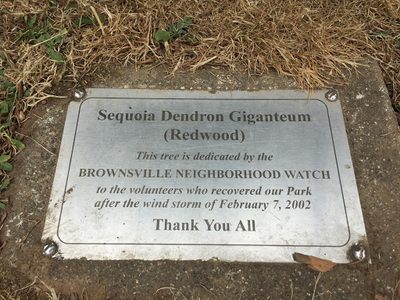 Redwood
