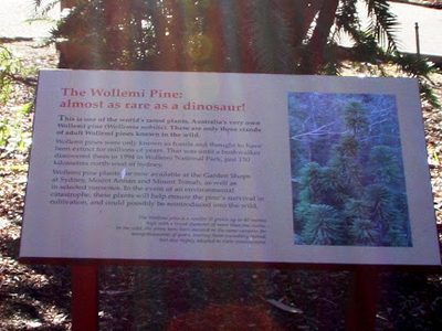 Wollemi Pine