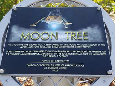 Moon Tree (Sycamore)
