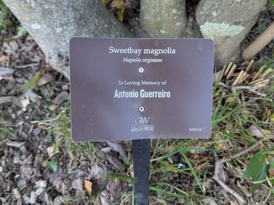 Sweetbay magnolia