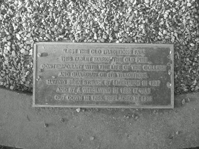 Dartmouth's Old Pine