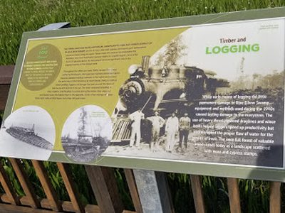 Timber and Logging