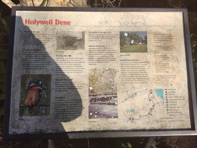 Holywell Dene