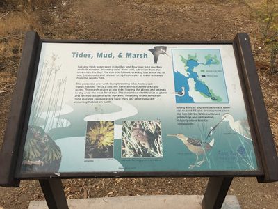 Tides, Mud, & Marsh