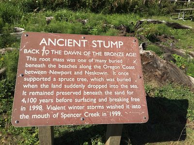 Ancient Stump