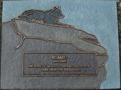 Romeo, Juneau's Friendly Black Wolf