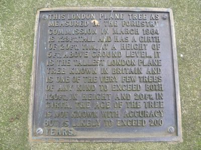 Plaque next to the tallest London plane tree in Britain, Festival Walk, Carshalton