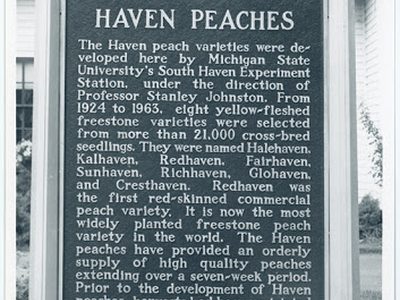 Haven Peaches