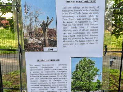 9/11 Survivor Tree, Asser Levy Park