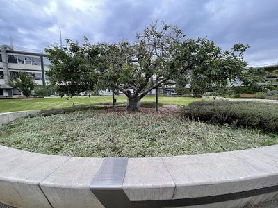 Newton's Apple Tree Monash University