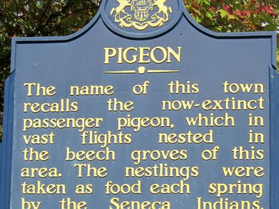 Pigeon