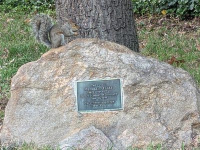 Memorial Trees Presented by the Public Schools of Brooklyn
