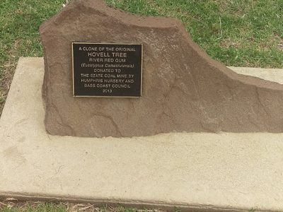 Clone of the original Hovell Tree