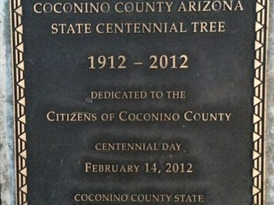 Coconino County Arizona State Centennial Tree