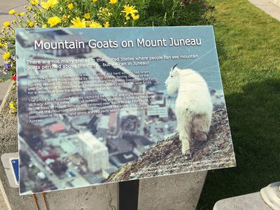 Mountain Goats on Mount Juneau