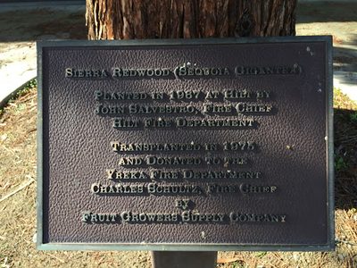 Sierra Redwood